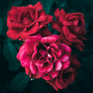 Indian Rose Flower